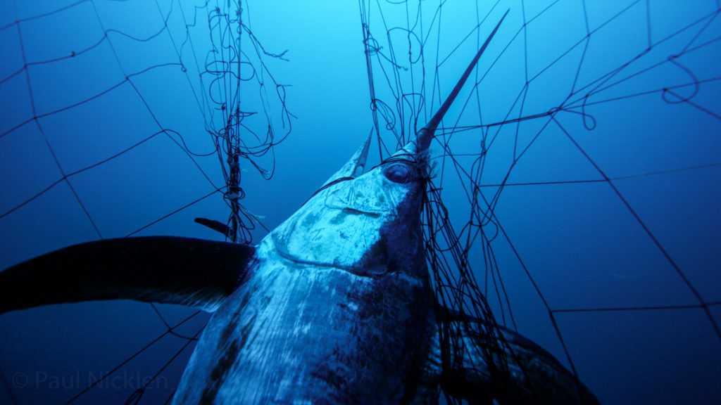 Photo courtesy of Paul Nicklen