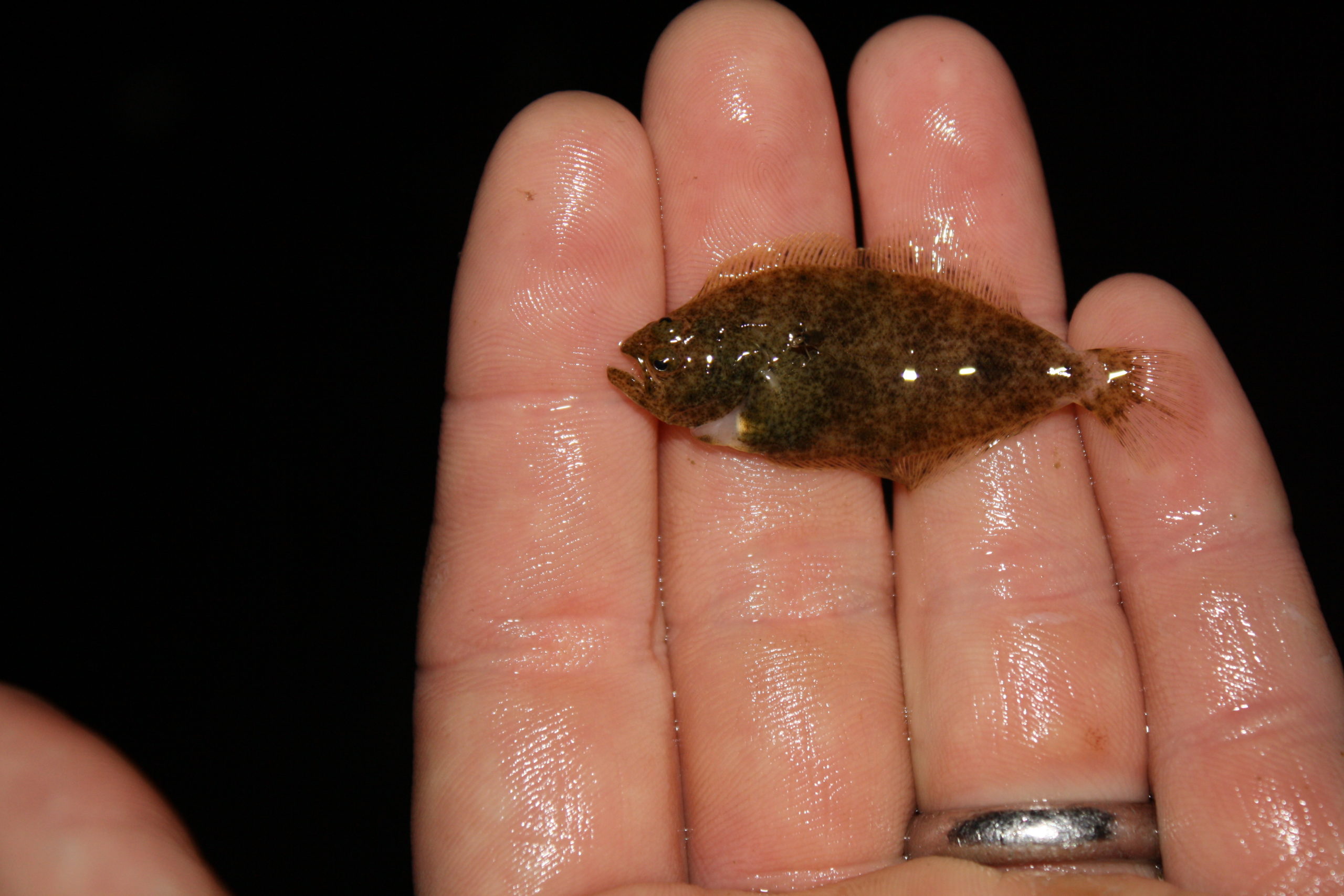 TIDELINES South Carolina Flounder Research and Stocking Program